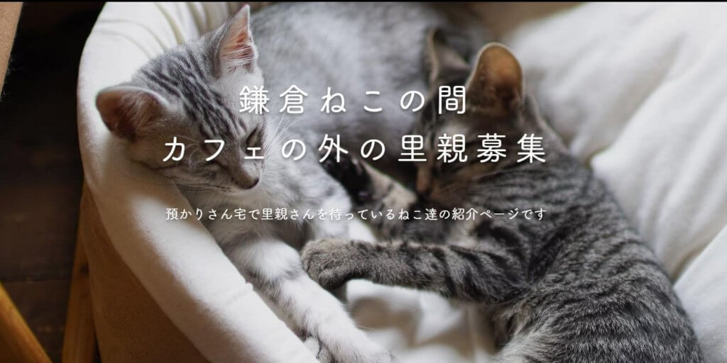 鎌倉ねこの間 ご縁のあった猫を幸せにする 推し猫グランプリ上位入賞者インタビュー Oshineko